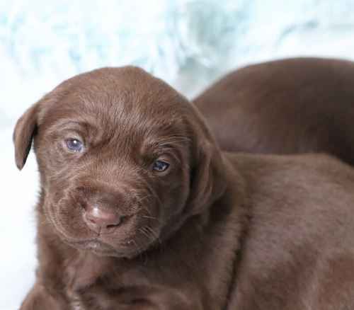 Chocolate Labrador Puppies for sale in Brampton, Cumbria