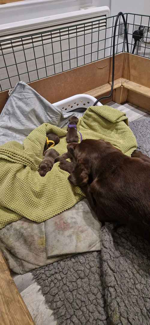 Chocolate labrador puppies for sale in West Rainton, County Durham