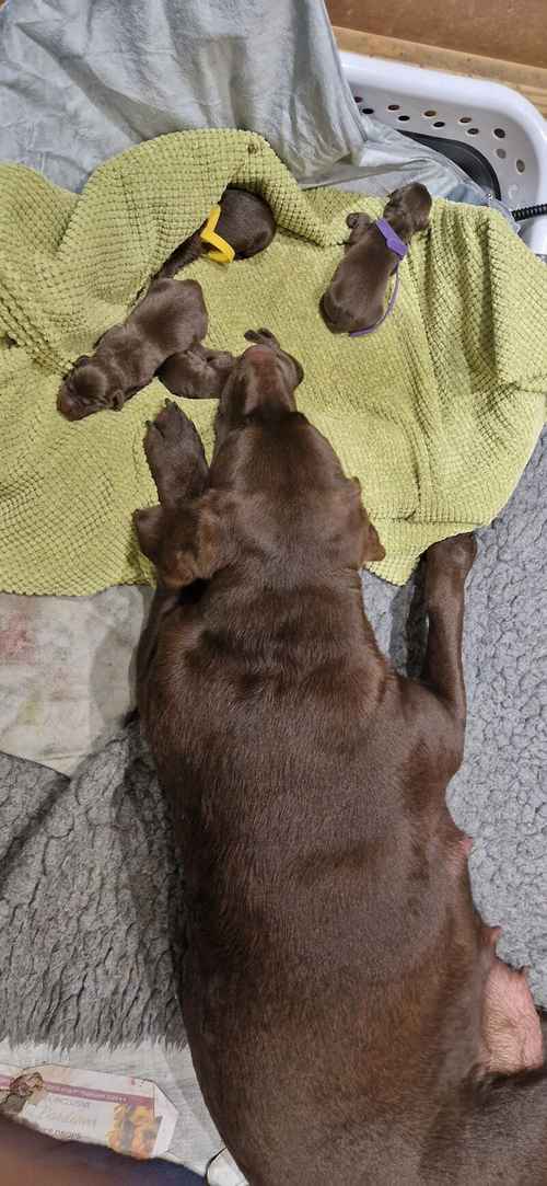 Chocolate labrador puppies for sale in West Rainton, County Durham