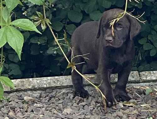 Chocolate Labrador Puppies for sale in Selkirk, Scottish Borders