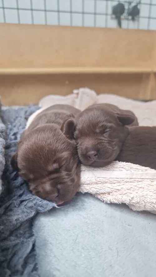 KC Chocolate labrador puppies for sale in West Rainton, County Durham