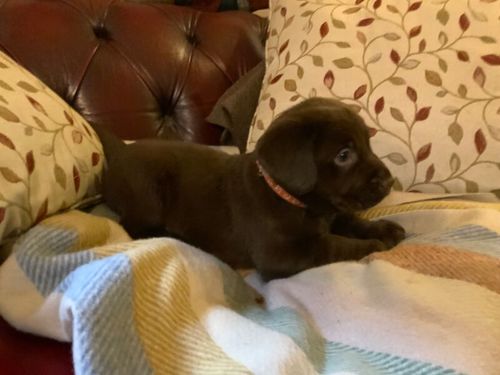 Chocolate Labrador puppies for sale in Steyning, West Sussex