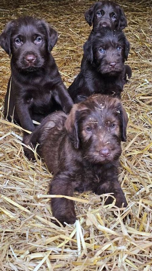 Chocolate labrador puppies for sale in NR29 3BW
