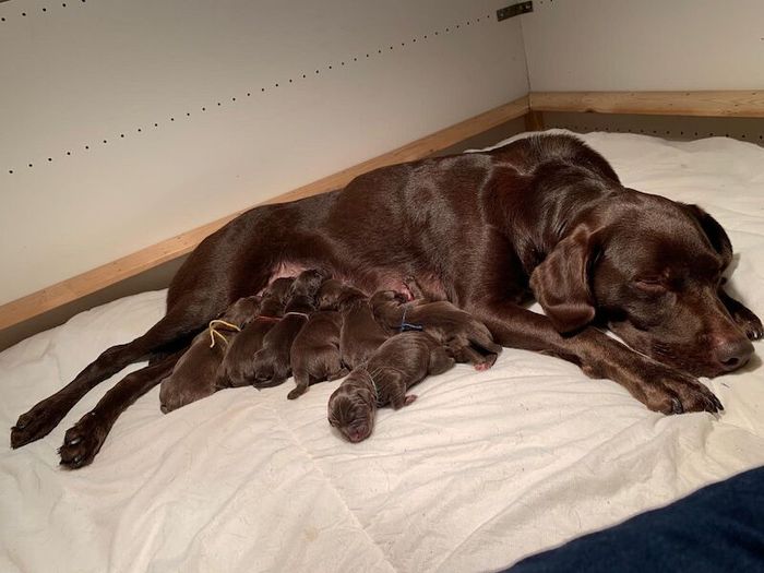 Labrador Retriever puppies for sale in Milton Keynes, Buckinghamshire – 2 weeks old