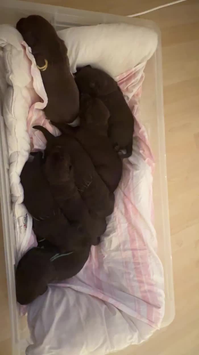 Labrador Retriever puppies for sale in Milton Keynes, Buckinghamshire – 2 weeks old