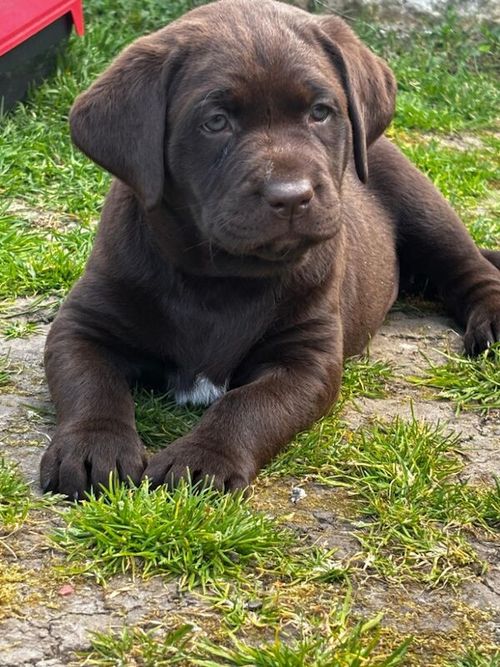 Chocolate Labrador puppies for sale in Doncaster, South Yorkshire
