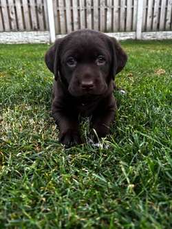 Chocolate Labrador puppies for sale in Doncaster, South Yorkshire | Image 2