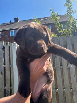 Chocolate Labrador puppies for sale in Doncaster, South Yorkshire | Image 3