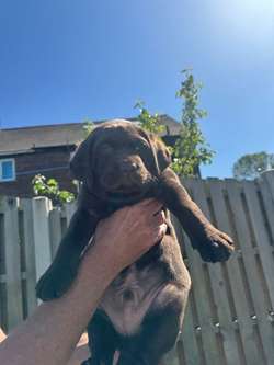 Chocolate Labrador puppies for sale in Doncaster, South Yorkshire | Image 4