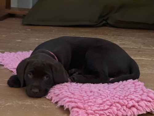 Chocolate Labrador Puppies **only 1 left** for sale in Brampton, Cumbria