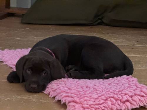 Chocolate Labrador Puppies **only 1 left** for sale in Brampton, Cumbria - Image 1