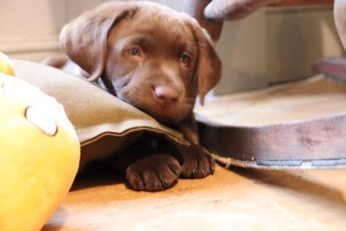 Chocolate Labrador Puppies **only 1 left** for sale in Brampton, Cumbria - Image 2