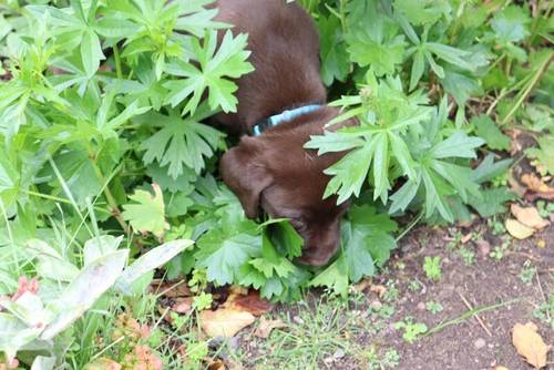 Chocolate Labrador Puppies **only 1 left** for sale in Brampton, Cumbria - Image 3