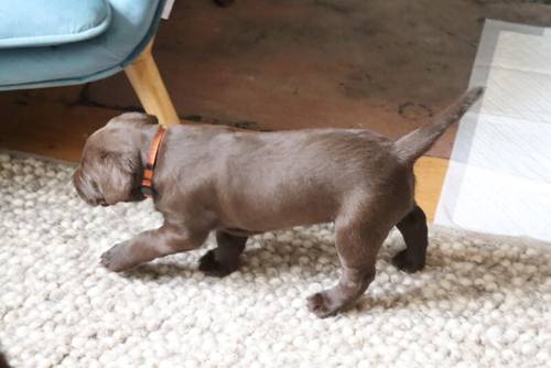 Chocolate Labrador Puppies **only 1 left** for sale in Brampton, Cumbria - Image 4