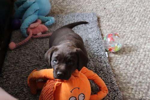 Chocolate Labrador Puppies **only 1 left** for sale in Brampton, Cumbria - Image 5