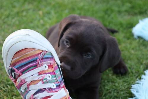 Chocolate Labrador Puppies **only 1 left** for sale in Brampton, Cumbria - Image 6