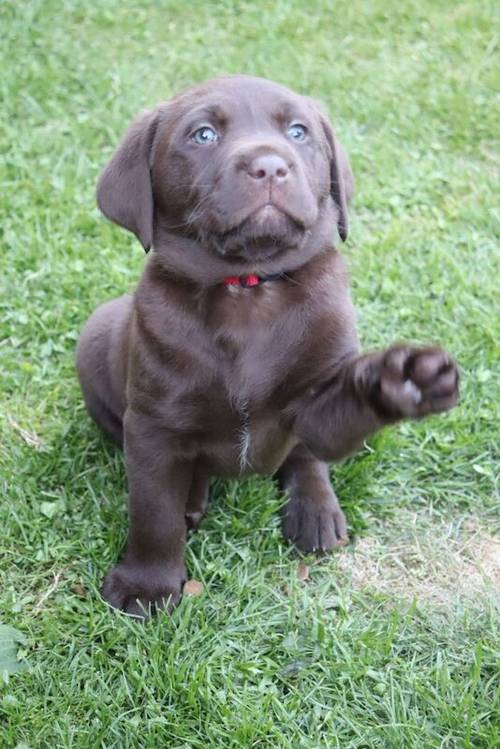 Chocolate Labrador Puppies **only 1 left** for sale in Brampton, Cumbria - Image 7