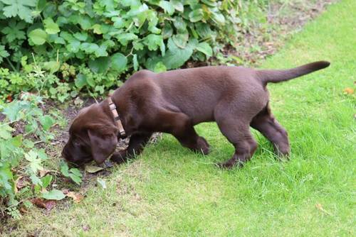 Chocolate Labrador Puppies **only 1 left** for sale in Brampton, Cumbria - Image 8