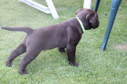 Chocolate Labrador Puppies **only 1 left** for sale in Brampton, Cumbria - Image 9