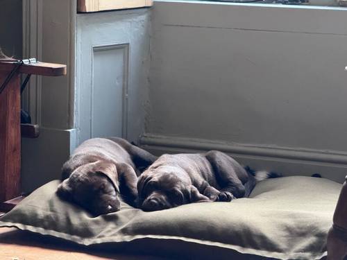 Chocolate Labrador Puppies **only 1 left** for sale in Brampton, Cumbria - Image 10