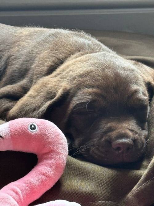 Chocolate Labrador Puppies **only 1 left** for sale in Brampton, Cumbria - Image 11