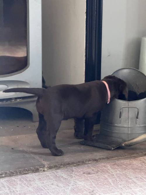 Chocolate Labrador Puppies **only 1 left** for sale in Brampton, Cumbria - Image 12