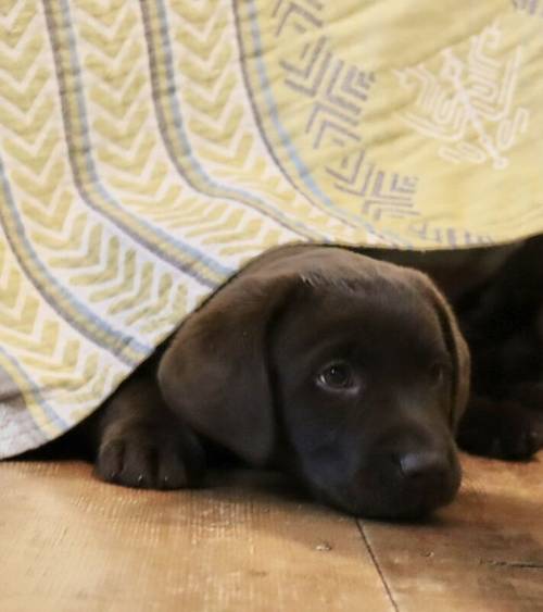 Chocolate Labrador Puppies **only 1 left** for sale in Brampton, Cumbria - Image 13