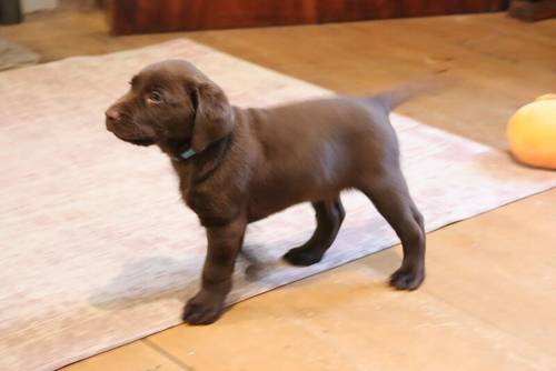 Chocolate Labrador Puppies **only 1 left** for sale in Brampton, Cumbria - Image 15