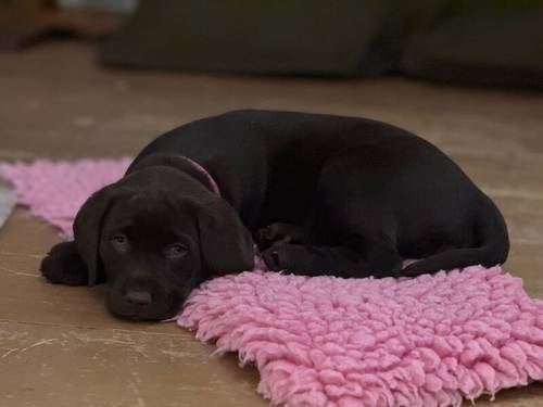 KC Chocolate Labrador Pups **only 1 pup left** for sale in Brampton, Cumbria - Image 1