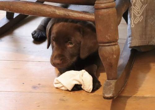 KC Chocolate Labrador Pups **only 1 pup left** for sale in Brampton, Cumbria - Image 2