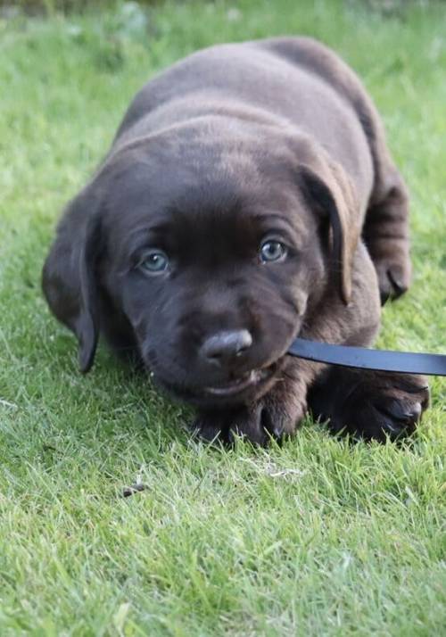 KC Chocolate Labrador Pups **only 1 pup left** for sale in Brampton, Cumbria - Image 4