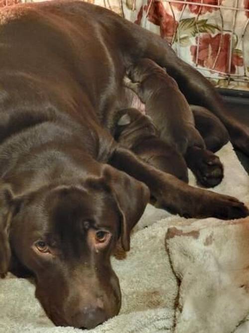 Chocolate Labrador Retriever Puppies for sale in Dorchester, Dorset - Image 3