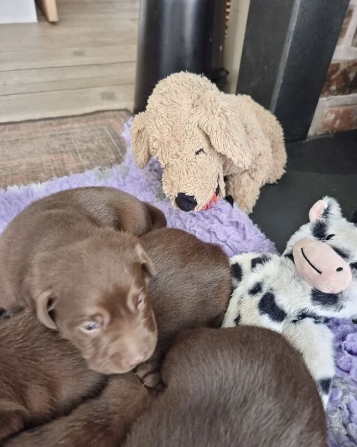 Labrador Retriever puppies for sale in Haverhill, Suffolk – KC registered, 6 weeks old
