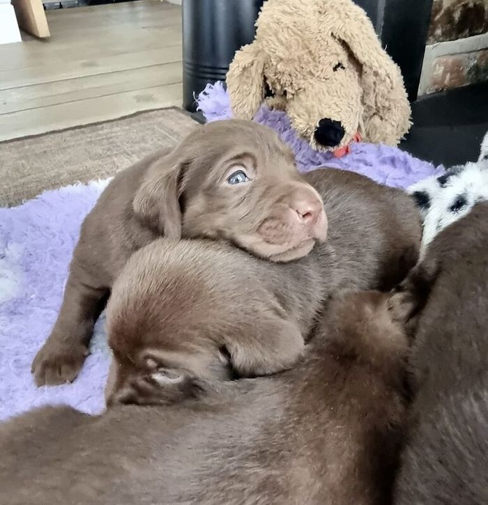 Labrador Retriever puppies for sale in Haverhill, Suffolk – KC registered, 6 weeks old - Image 2 of 5