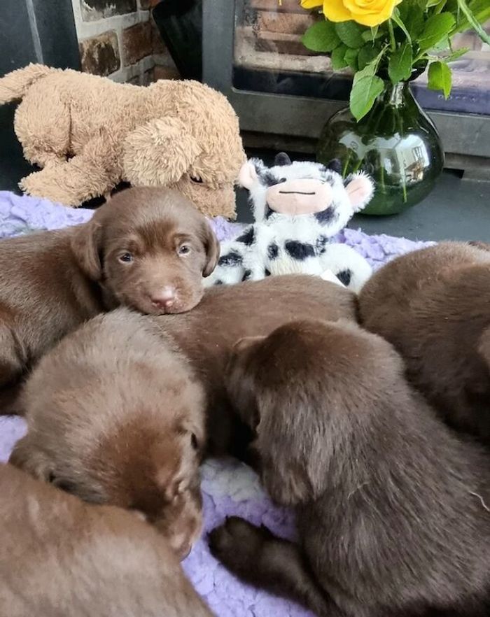 Labrador Retriever puppies for sale in Haverhill, Suffolk – KC registered, 6 weeks old - Image 5 of 5