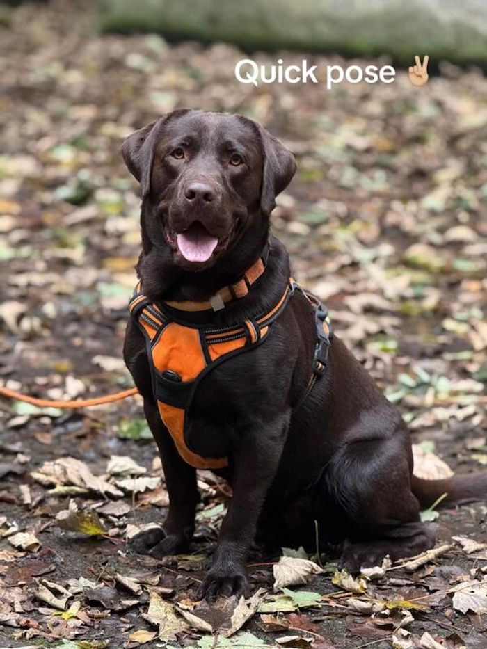Chocolate Labrador Stud