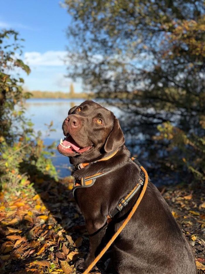 Chocolate Labrador Stud - Image 2 of 5