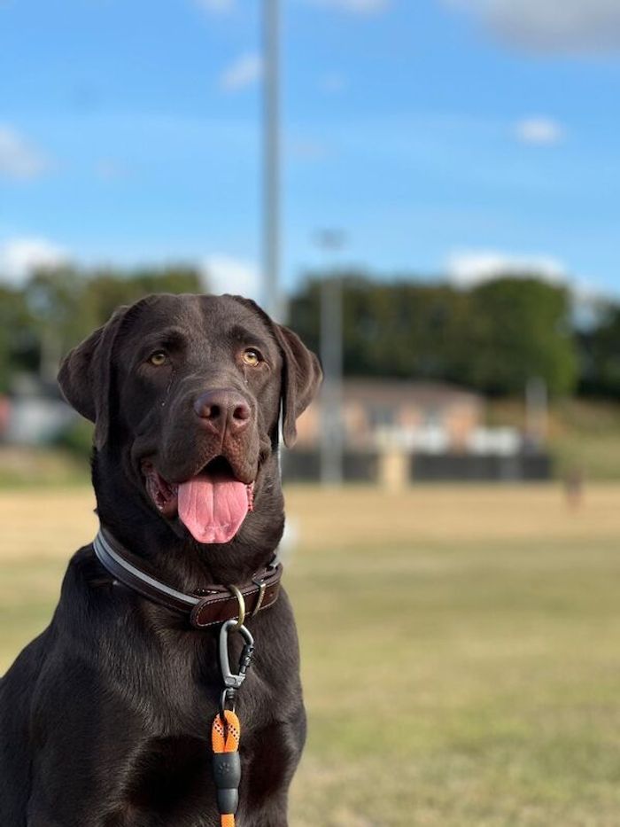 Chocolate Labrador Stud - Image 3 of 5