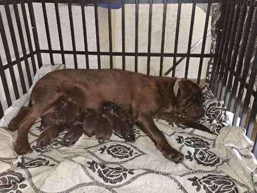 Chocolate labradore pups READY NOW for sale in Sutton Bridge, Lincolnshire