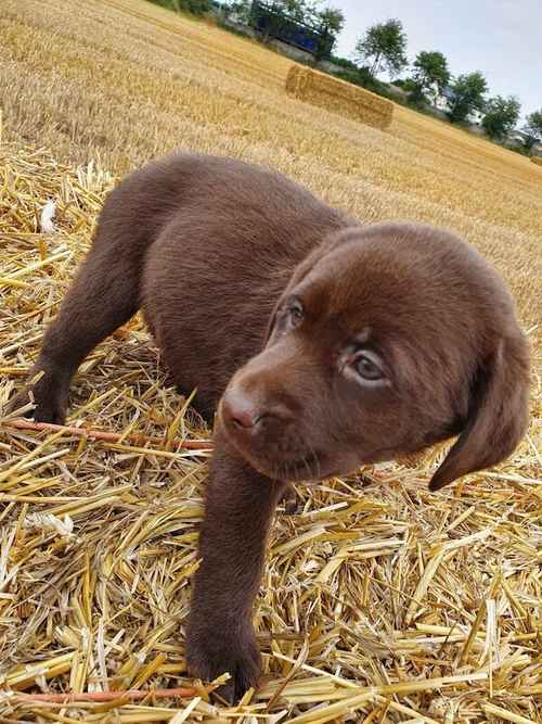 Chocolate labradore pups ONKY GIRLS LEFT for sale in Sutton Bridge, Lincolnshire