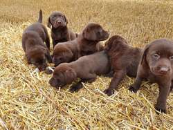 kc registered labradors 2 x GIRLS LEFT for sale in Sutton Bridge, Lincolnshire | Image 2