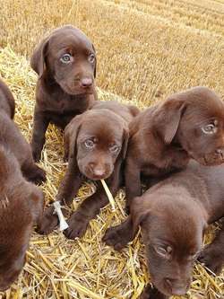 kc registered labradors 2 x GIRLS LEFT for sale in Sutton Bridge, Lincolnshire | Image 3