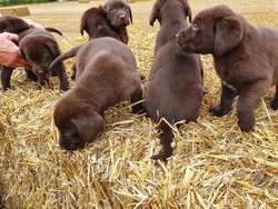 kc registered labradors 2 x GIRLS LEFT for sale in Sutton Bridge, Lincolnshire | Image 4