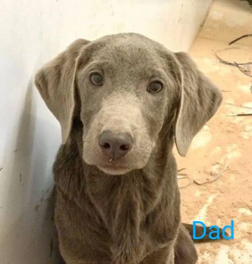 Chocolate Labradors for sale in Sheerness, Kent - Image 7