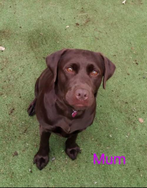 Chocolate Labradors for sale in Sheerness, Kent - Image 9