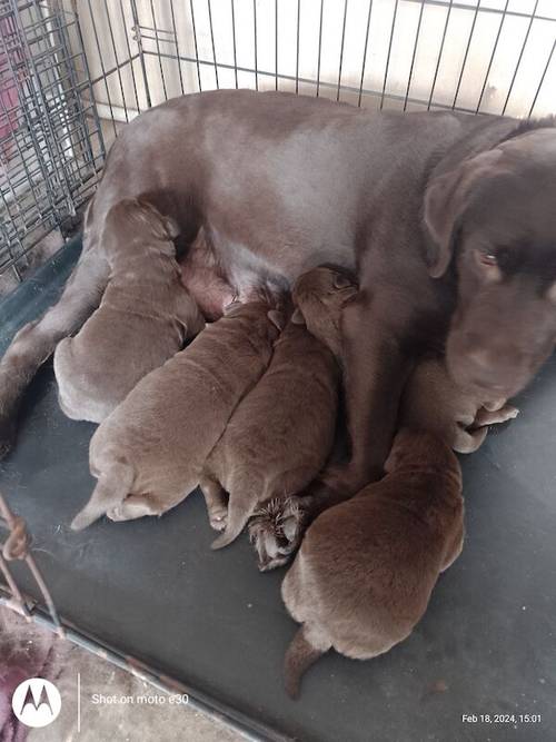 Chocolate Labradors for sale in Sheerness, Kent - Image 10