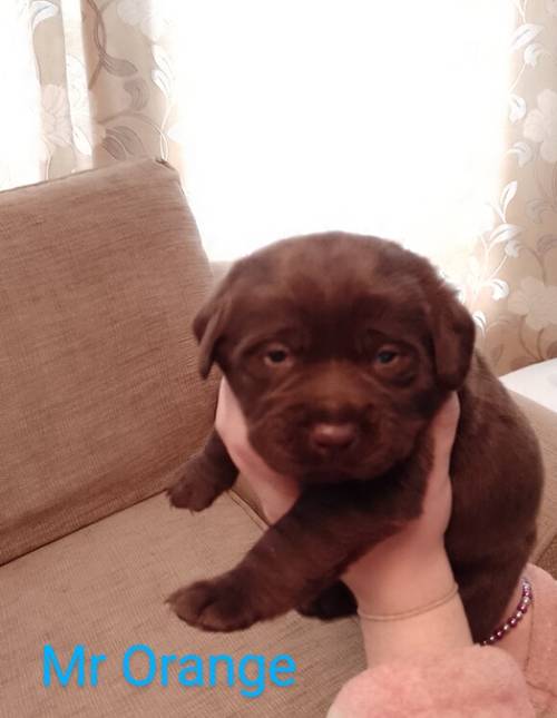 Chocolate Labradors for sale in Sheerness, Kent - Image 11