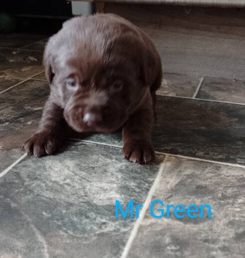 Chocolate Labradors for sale in Sheerness, Kent - Image 13