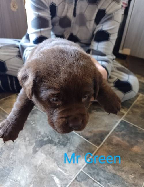 Chocolate Labradors for sale in Sheerness, Kent - Image 14