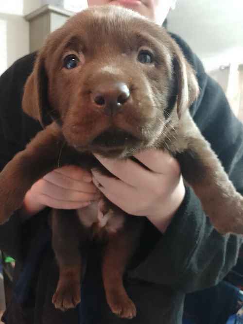 Chocolate Labradors for sale in Sheerness, Kent